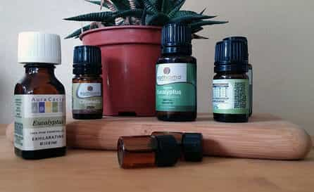 Eucalyptus Oil 